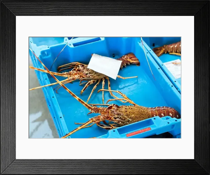 Framed Print : Blue plastic containers with catch of seafood Framed Print : Blue plastic containers with catch of seafood