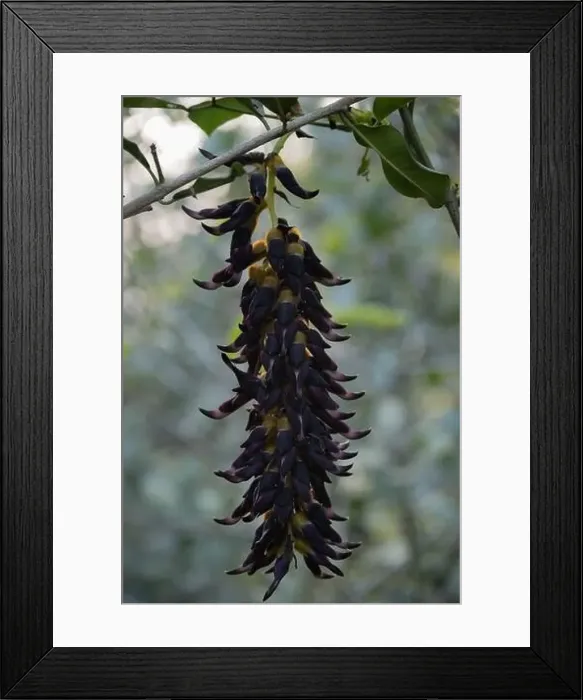 Framed Print : Mucuna bracteata is a climbing shrub that grows in subtropical biomes Framed Print : Mucuna bracteata is a climbing shrub that grows in subtropical biomes
