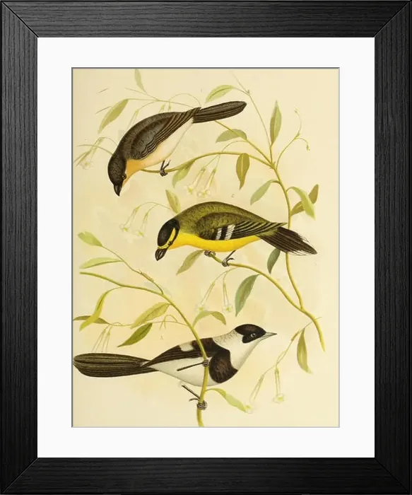 Framed Print : The birds of Australia. Birds. PL Framed Print : The birds of Australia. Birds. PL
