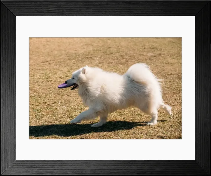 Framed Print : Funny White Samoyed Dog play run with frisbee outdoor. Popular medium size breeds Framed Print : Funny White Samoyed Dog play run with frisbee outdoor. Popular medium size breeds