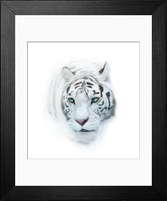 Framed Print : Snowy whie tiger portrait over a white in high key Framed Print : Snowy whie tiger portrait over a white in high key