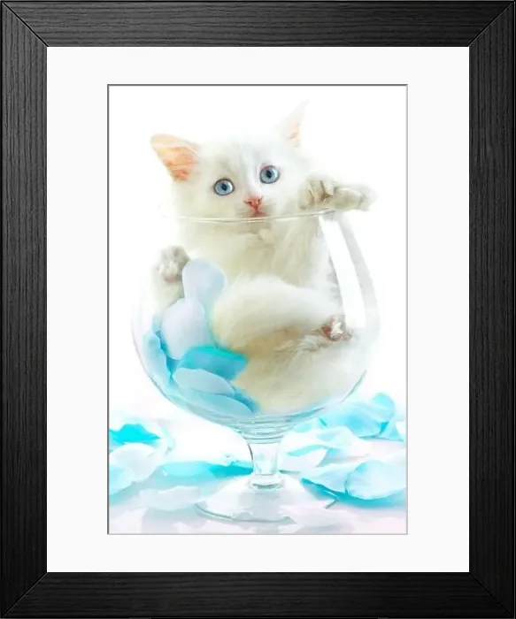 Framed Print : White kitten with blue eyes Framed Print : White kitten with blue eyes