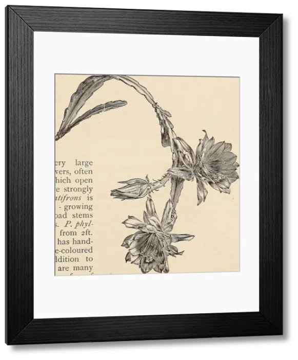 Framed Print : The Book of gardening; a handbook of horticulture Framed Print : The Book of gardening; a handbook of horticulture