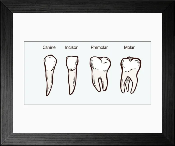 Framed Print : Types of human teeth vector illustration Framed Print : Types of human teeth vector illustration