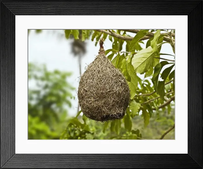 Framed Print : Shrub, branch, bird's nest, hang Framed Print : Shrub, branch, bird's nest, hang
