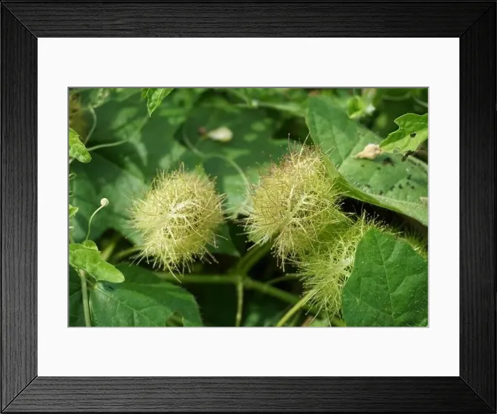 Framed Print : Passiflora foetida (Also called Passiflora foetida)