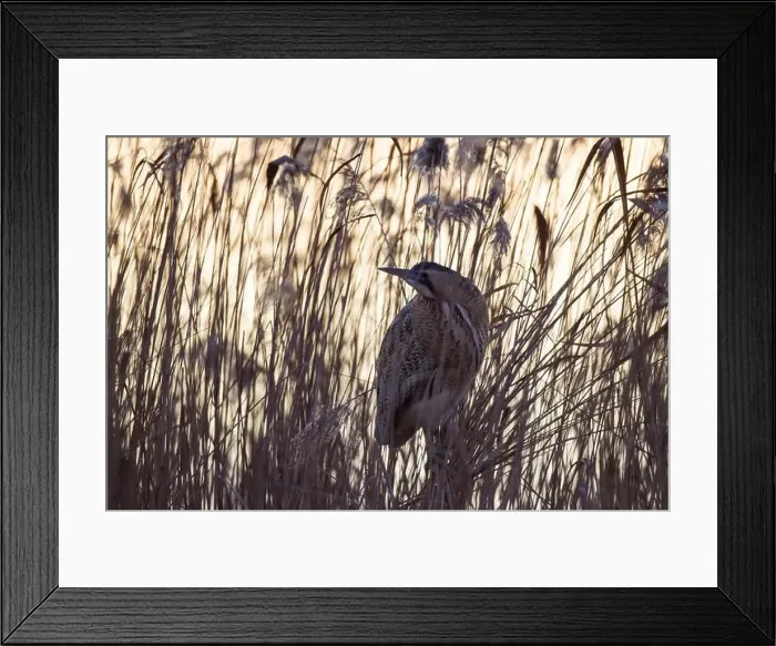 Framed Print : Rohrdommel, Botaurus stellaris, Eurasian bittern Framed Print : Rohrdommel, Botaurus stellaris, Eurasian bittern
