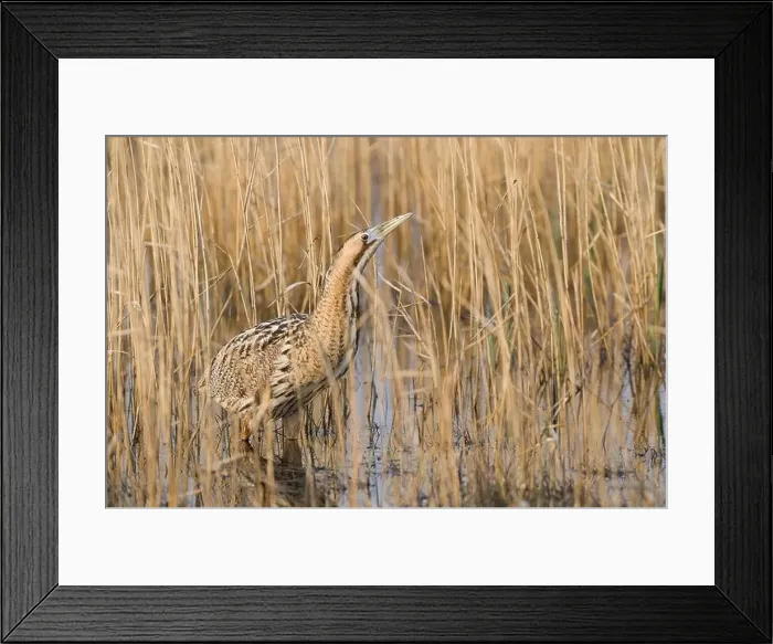 Framed Print : Eurasian Bittern (Botaurus stellaris) Framed Print : Eurasian Bittern (Botaurus stellaris)
