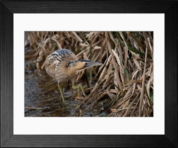 Framed Print : Eurasian bittern (Botaurus stellaris), Rieselfelder Muenster, Germany Framed Print : Eurasian bittern (Botaurus stellaris), Rieselfelder Muenster, Germany