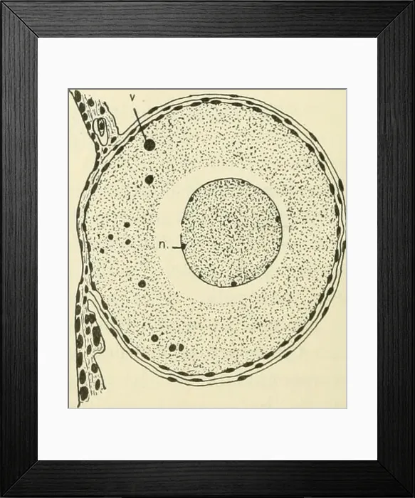 Framed Print : Journal of morphology. 20 Figs Framed Print : Journal of morphology. 20 Figs