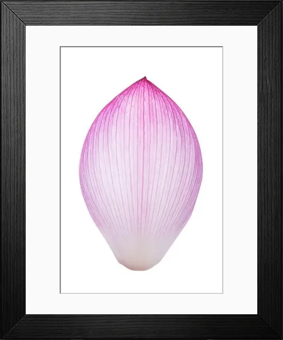 Framed Print : Closeup on lotus petal on white background Framed Print : Closeup on lotus petal on white background