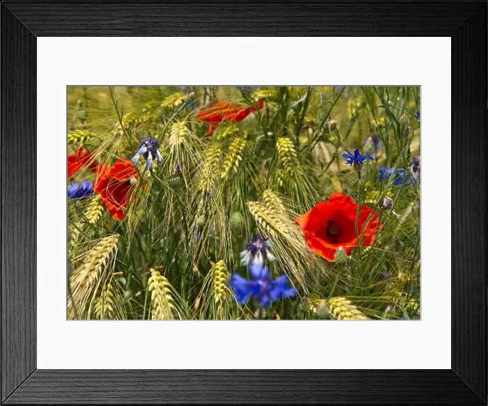 Framed Print : field poppy cornflower Framed Print : field poppy cornflower