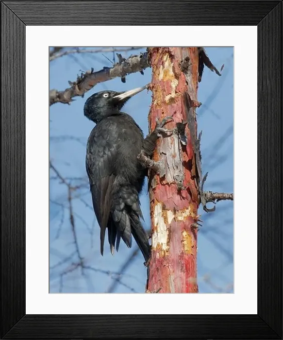 Framed Print : Black Woodpecker (Dryocopus martius) Framed Print : Black Woodpecker (Dryocopus martius)