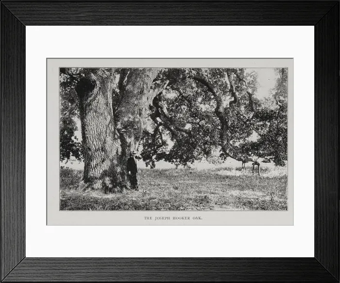 Framed Print : The Joseph Hooker Oak [ Hooker Oak was an extremely large valley oak tree (Quercus lobata) in Chico Framed Print : The Joseph Hooker Oak [ Hooker Oak was an extremely large valley oak tree (Quercus lobata) in Chico