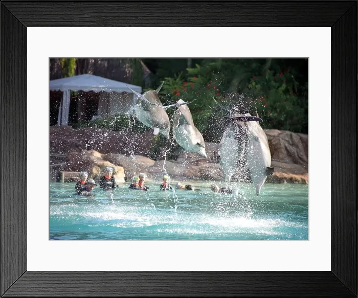 Framed Print : Dolphins perform at Discovery Cove in Florida USA Framed Print : Dolphins perform at Discovery Cove in Florida USA