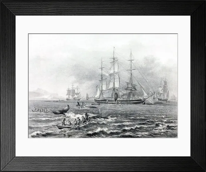 Framed Print : Whaling, 19th Century Framed Print : Whaling, 19th Century