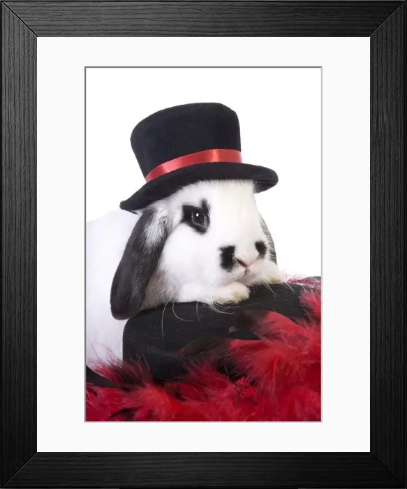 Framed Print : Black and white lop ear bunny dressed in top hat as a magician isolated on white background Framed Print : Black and white lop ear bunny dressed in top hat as a magician isolated on white background