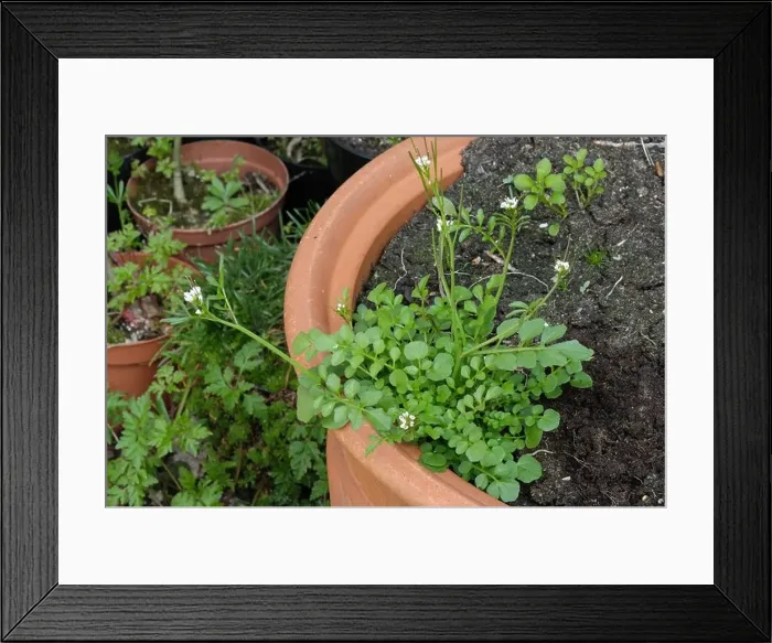 Framed Print : Hairy bittercress Cardamine hirsuta flowering plant in a garden container Framed Print : Hairy bittercress Cardamine hirsuta flowering plant in a garden container