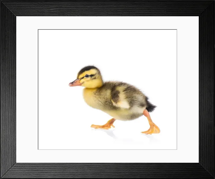 Framed Print : Cute little duckling Framed Print : Cute little duckling