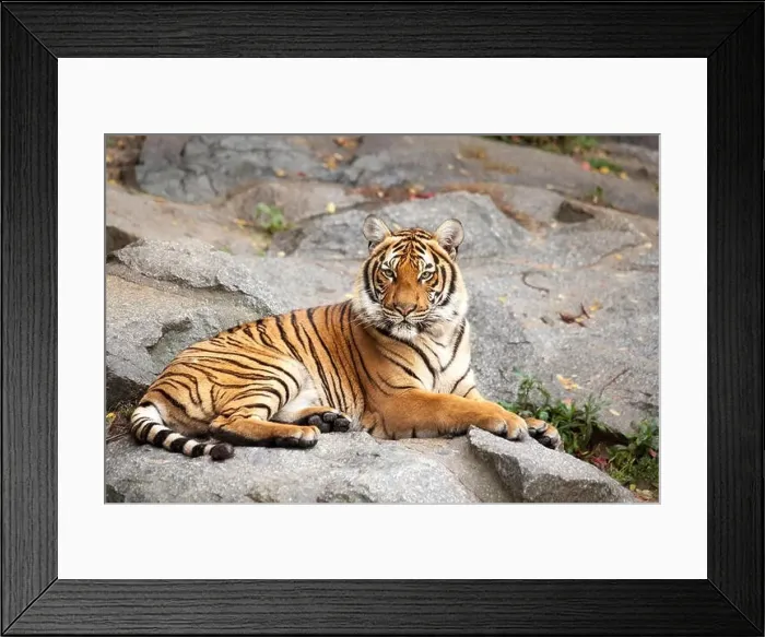 Framed Print : Tiger - Real and big animals really close. Walking in the zoo of Berlin Framed Print : Tiger - Real and big animals really close. Walking in the zoo of Berlin
