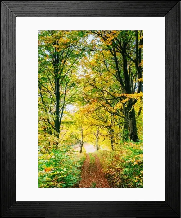 Framed Print : Golden morning sun rays on green grass in autumn. Beautiful nature background Framed Print : Golden morning sun rays on green grass in autumn. Beautiful nature background