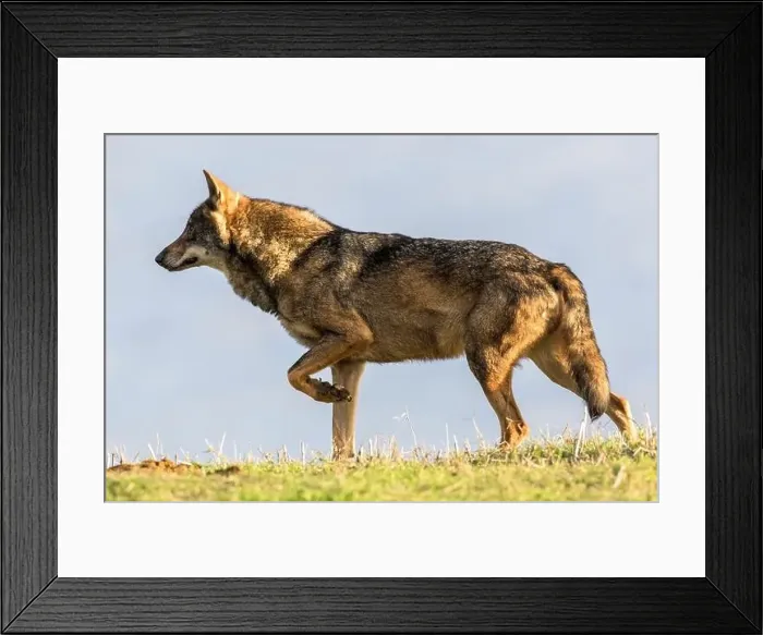 Framed Print : Iberian wolf (Canis lupus signatus) in Spain Framed Print : Iberian wolf (Canis lupus signatus) in Spain