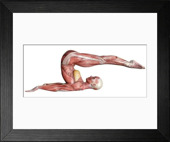 Framed Print : 3D rendering of a female figure with muscle maps isolated on white background Framed Print : 3D rendering of a female figure with muscle maps isolated on white background