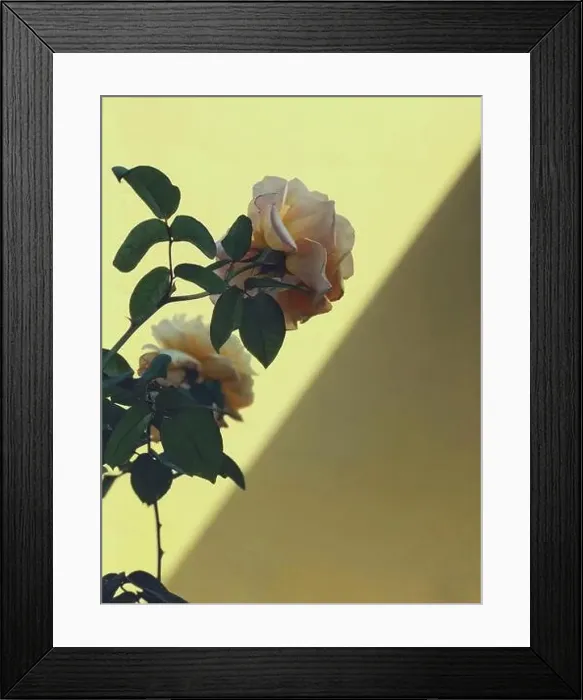 Framed Print : Roses Framed Print : Roses