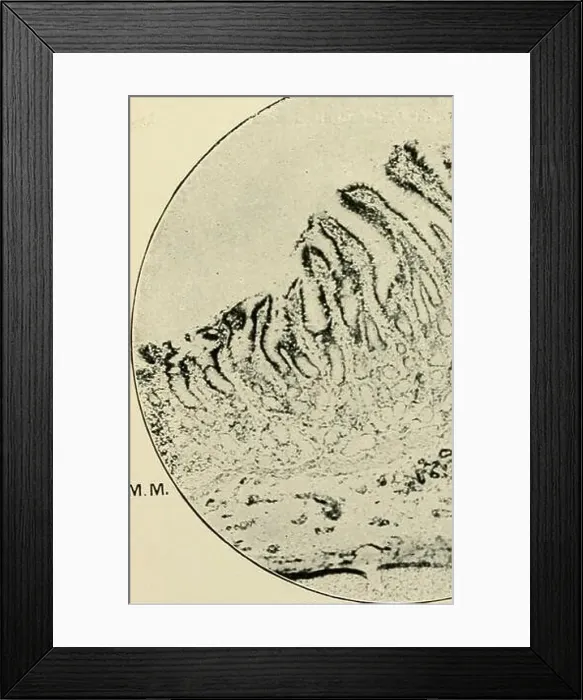 Framed Print : Elements of histology. Histology Framed Print : Elements of histology. Histology