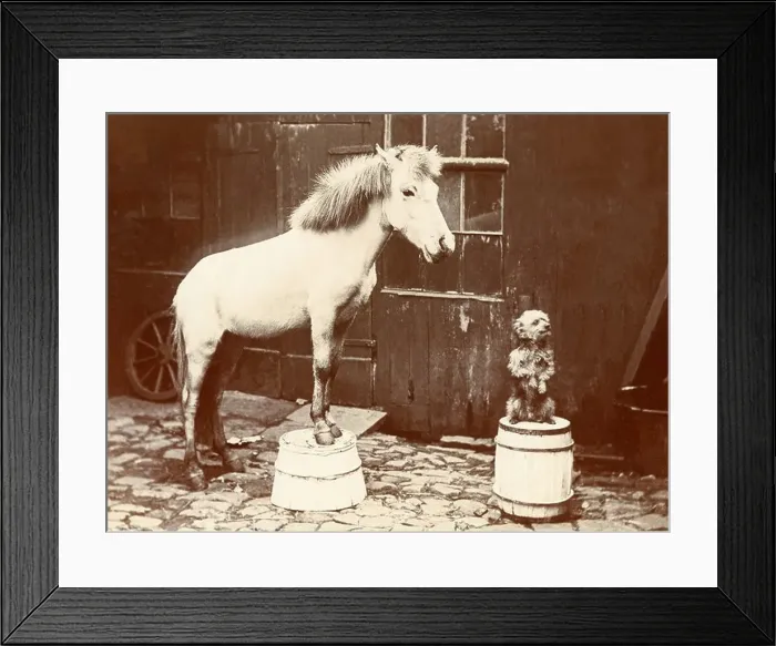 Framed Print : Dog & Pony Show Framed Print : Dog & Pony Show