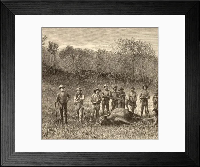 Framed Print : Big Game hunting in the Transvaal, Africa. Posing around a buffalo hunters have shot. Wood engraving c1890 Framed Print : Big Game hunting in the Transvaal, Africa. Posing around a buffalo hunters have shot. Wood engraving c1890