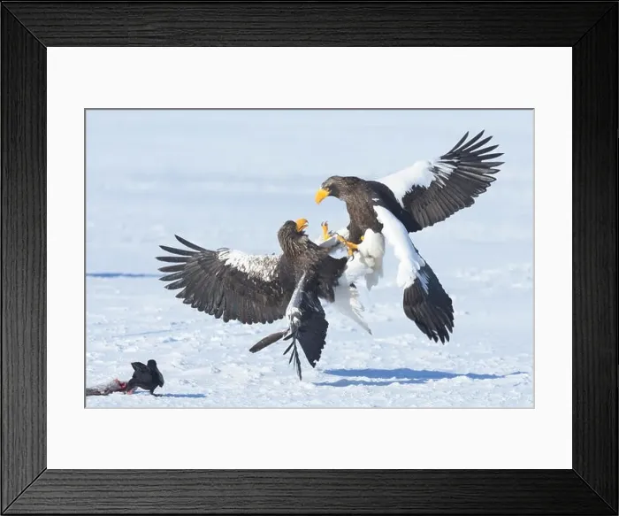 Framed Print : Two Steller's Sea Eagles (Haliaeetus pelagicus) fighting while a crow steals their fish Framed Print : Two Steller's Sea Eagles (Haliaeetus pelagicus) fighting while a crow steals their fish