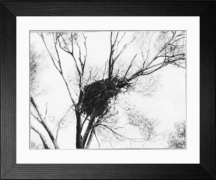 Framed Print : Across Australia. Fi^. :;i:, 4 i iiiiji^ iki Framed Print : Across Australia. Fi^. :;i:, 4 i iiiiji^ iki