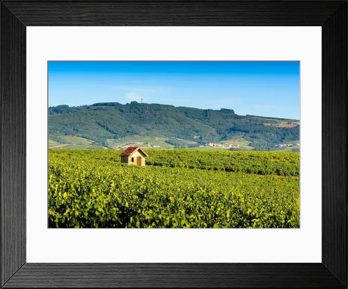 Framed Print : Cadole au milieu du vignoble de Morgon, Beaujolais, France Framed Print : Cadole au milieu du vignoble de Morgon, Beaujolais, France