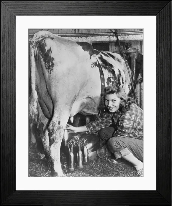 Framed Print : Milking time on the farm Framed Print : Milking time on the farm