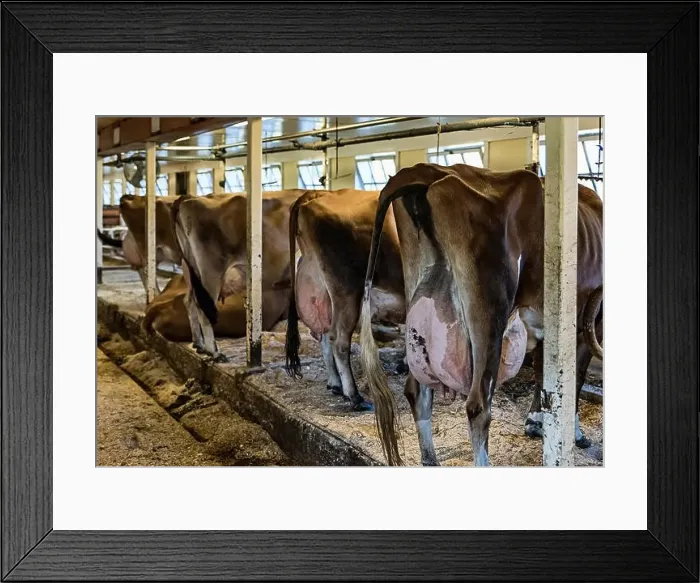 Framed Print : Dairy cows ready for milking, Woodstock, Vermont, USA Framed Print : Dairy cows ready for milking, Woodstock, Vermont, USA