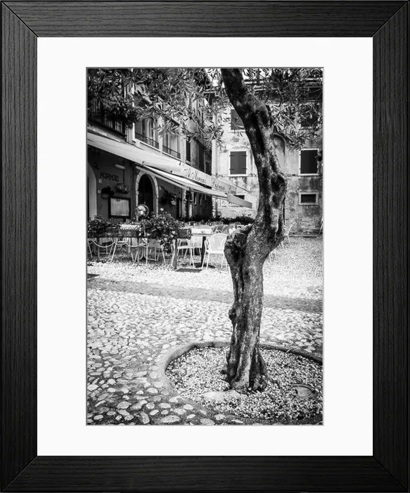 Framed Print : Olive tree in a cobbled square in Italy Framed Print : Olive tree in a cobbled square in Italy