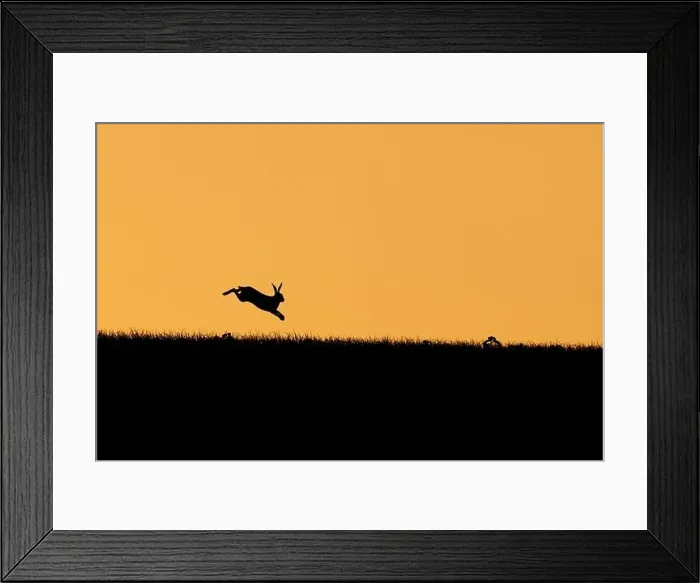 Framed Print : Brown hare (Lepus europaeus) adult leaping on a hill at sunset, Suffolk, England, United kingdom Framed Print : Brown hare (Lepus europaeus) adult leaping on a hill at sunset, Suffolk, England, United kingdom