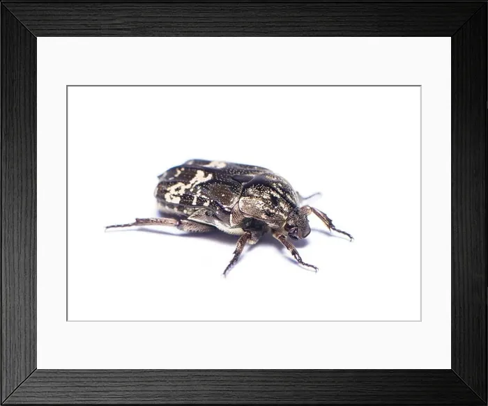 Framed Print : Mango flower beetle (Protaetia acuminata) isolated on white background Framed Print : Mango flower beetle (Protaetia acuminata) isolated on white background