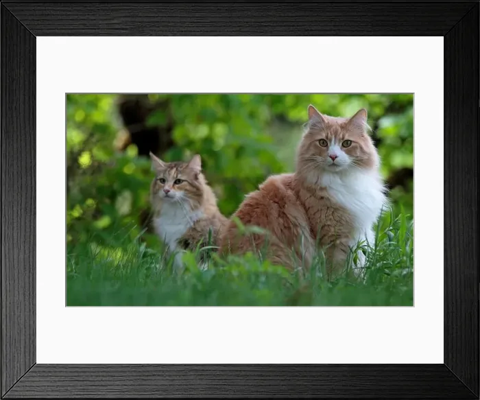 Framed Print : Two norwegian forest cats sitting in grass on a sunny evening Framed Print : Two norwegian forest cats sitting in grass on a sunny evening