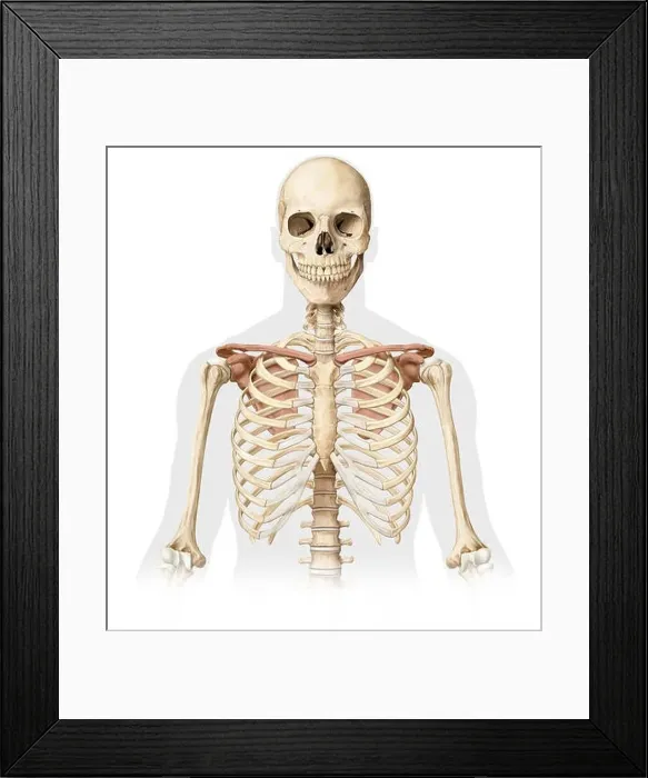 Framed Print : This image shows bones from the upper body Framed Print : This image shows bones from the upper body