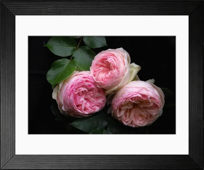 Framed Print : Pink double Rose / Gefüllte rosa Rose Eden Rose double Framed Print : Pink double Rose / Gefüllte rosa Rose Eden Rose double