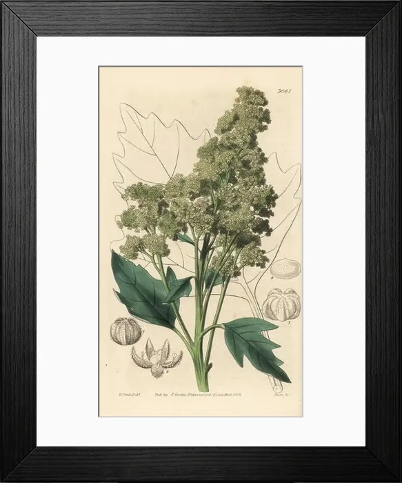 Framed Print : Useful quinoa, Chenopodium quinoa Framed Print : Useful quinoa, Chenopodium quinoa