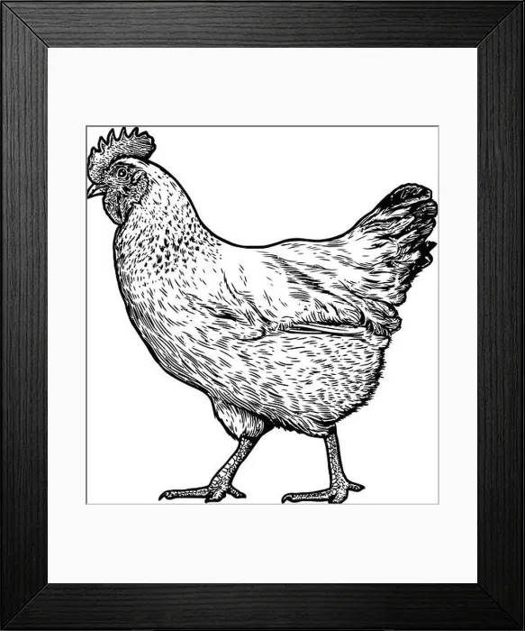 Framed Print : Chicken illustration, drawing, engraving, line art, realistic Framed Print : Chicken illustration, drawing, engraving, line art, realistic