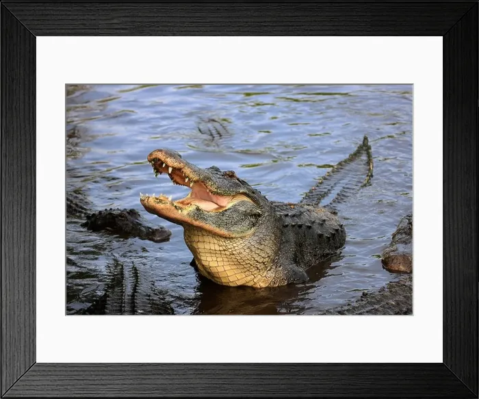 Framed Print : American Alligator (Alligator mississippiensis), adult, in water, Florida, USA, America Framed Print : American Alligator (Alligator mississippiensis), adult, in water, Florida, USA, America
