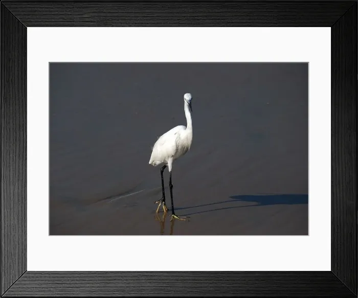 Framed Print : egret; a species of crane, bharatpur bird sanctuary, india