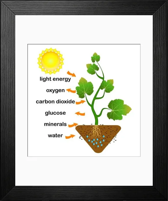 Framed Print : Photosynthesis diagram. Process of plant produce oxygen