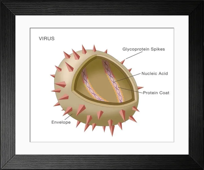Framed Print : Diagram showing the structure of a typical virus Framed Print : Diagram showing the structure of a typical virus