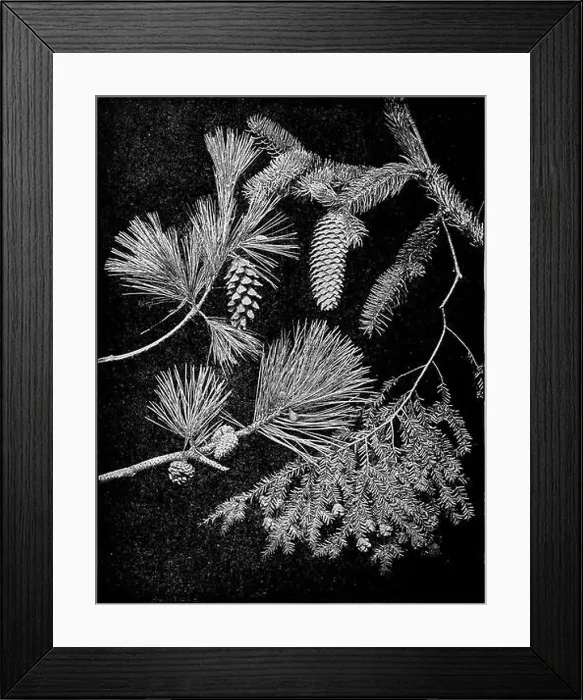 Framed Print : Handbook of nature-study for teachers and parents Framed Print : Handbook of nature-study for teachers and parents