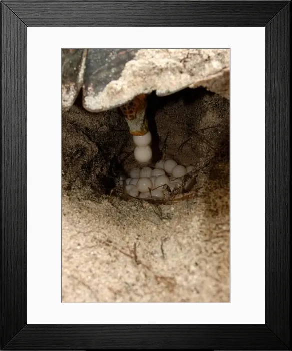 Framed Print : Hawksbill Sea Turtle laying eggs in close-up Framed Print : Hawksbill Sea Turtle laying eggs in close-up
